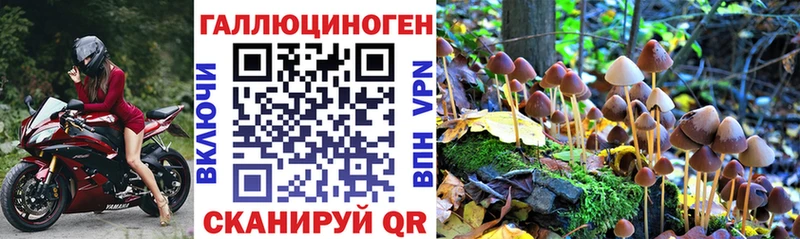 маркетплейс какой сайт  Севск  Псилоцибиновые грибы GOLDEN TEACHER 